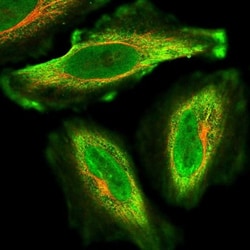 KIF26A Antibody, Novus Biologicals:Antibodies:Primary Antibodies